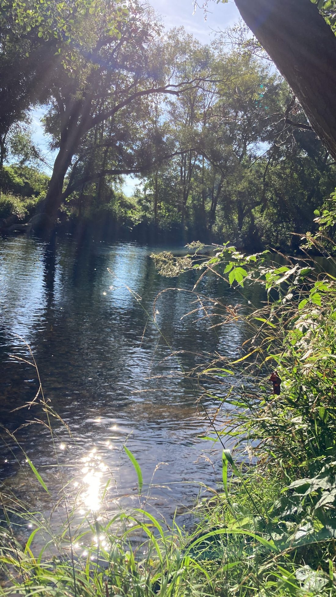 Ruhiger Waldbach in der Eifel